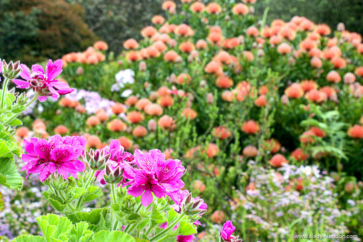 Tresco Abbey Gardens, Isles of Scilly