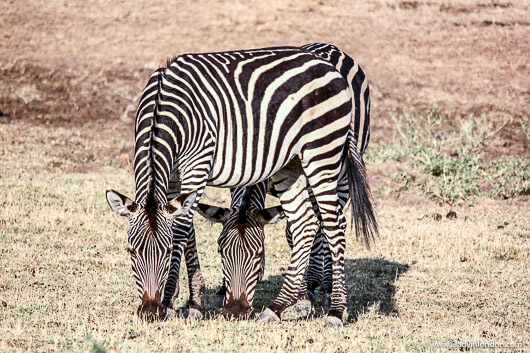 Zebras, South Luangwa National Park, Zambia