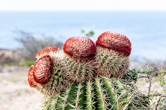 Cactus in Antigua