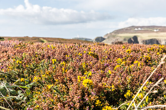 Holy Island, Wales