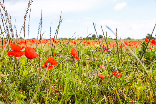 Poppies on the Ile de Re, France