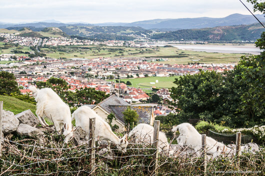 Goats Grazing on the Great Orme in Llandudno, Wales