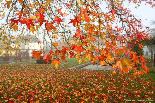 Autumn Leaves at Lime Wood