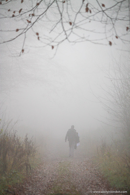 Man Walking in the New Forest