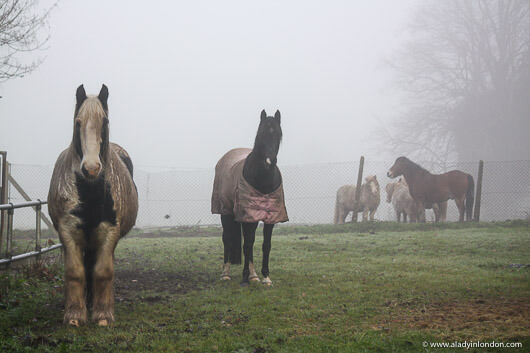 Ponies in the New Forest