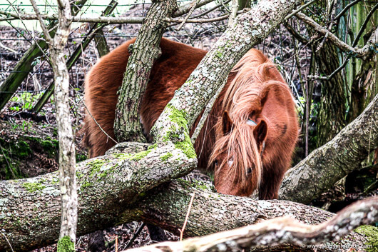 Pony in the New Forest, England