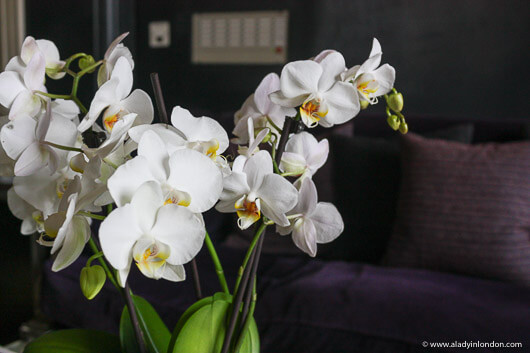 Orchids at the Hotel du Vin, Henley-on-Thames, England