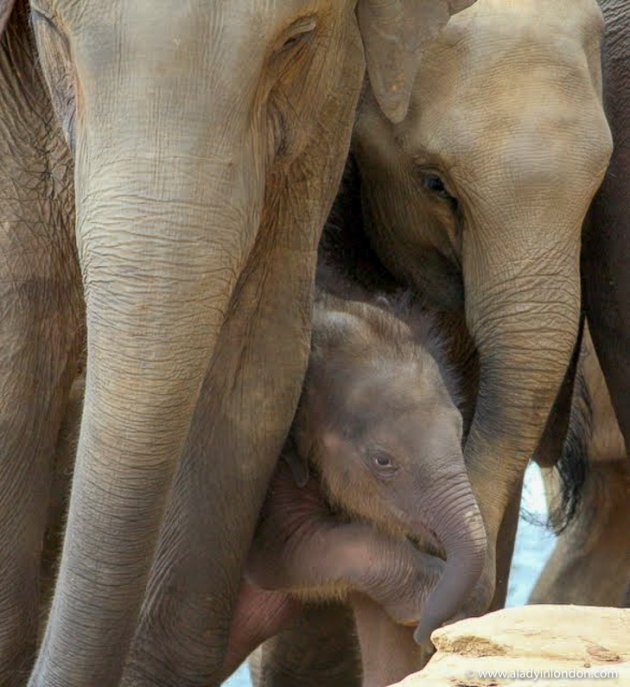 Baby Elephant at the Pinnawala Elephant Orphanage in Sri Lanka