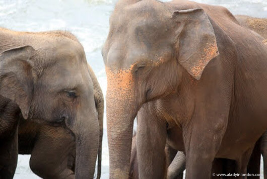 Elephants in the River at the Pinnawala Elephant Orphanage in Sri Lanka