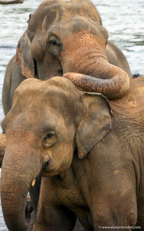 Elephants in Sri Lanka