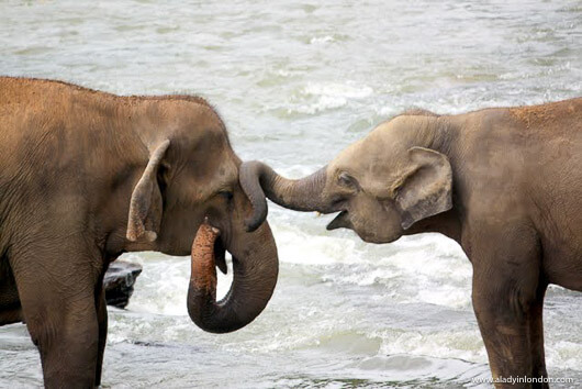 Elephants playing in the river at the Pinnawala Elephant Orphanage in Sri Lanka