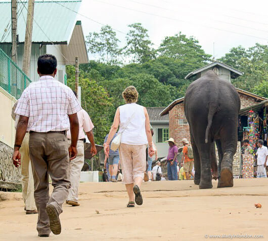 Elephant walking towards the Pinnawala Elephant Orphanage in Sri Lanka