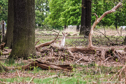 Deer in Richmond Park