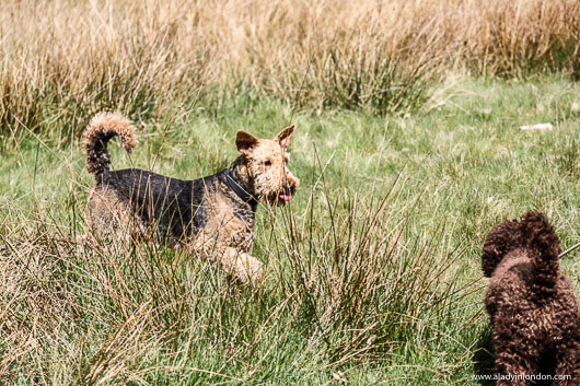 Dogs in Richmond Park, London