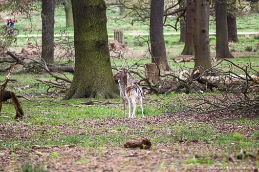 Deer in Richmond Park