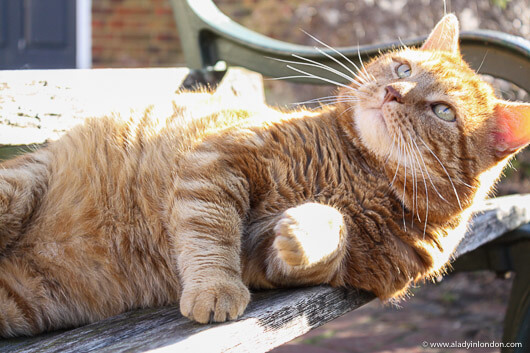 Cat in Rye