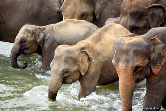 Herd of elephants walking in the river at the Pinnawala Elephant Orphanage