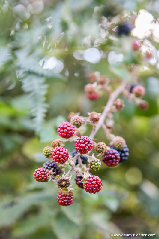 Blackberry Bush