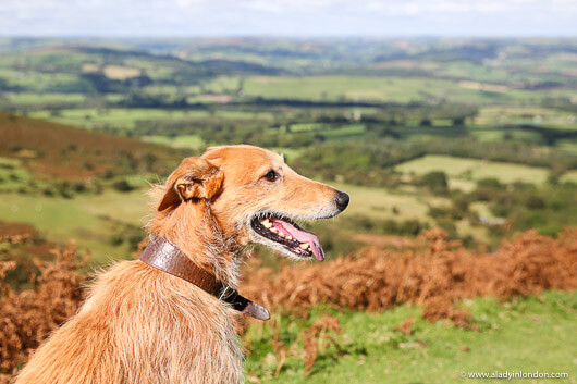 Dog on Pen y Fan
