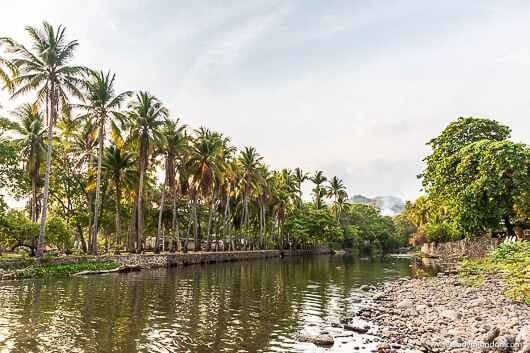 Palm Trees in El Salvador