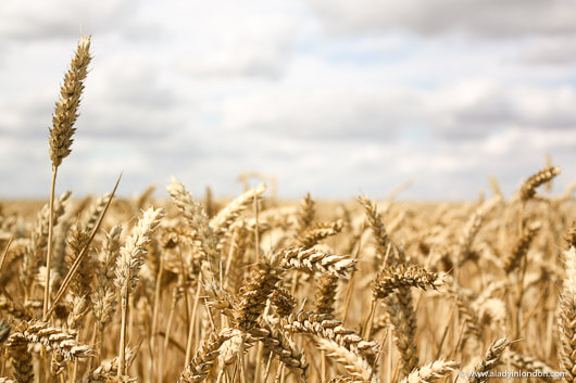 Field in Essex, England