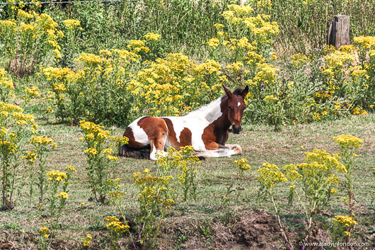 Horse in Rochford, Essex
