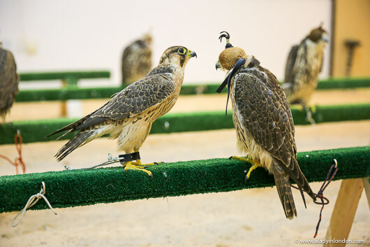 Falcon Souq in Doha, Qatar