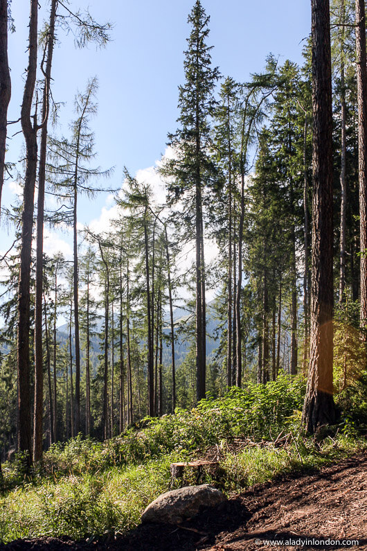 Tall trees in the High Tatras in Slovakia