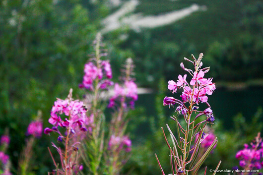 Pink wildflowers in the High Tatras in Slovakia