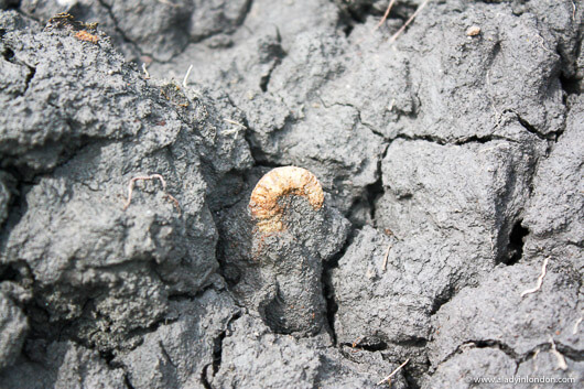 Ammonite in Folkestone, Kent