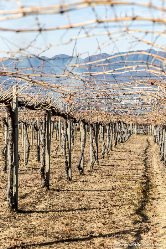 Marufuji Winery in Japan