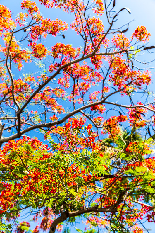 Red Flowers in El Salvador