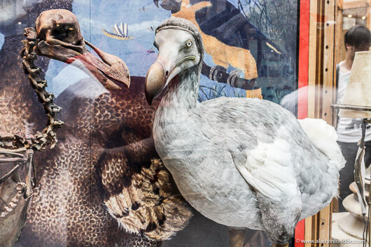 Dodo bird at the Oxford University Museum of Natural History