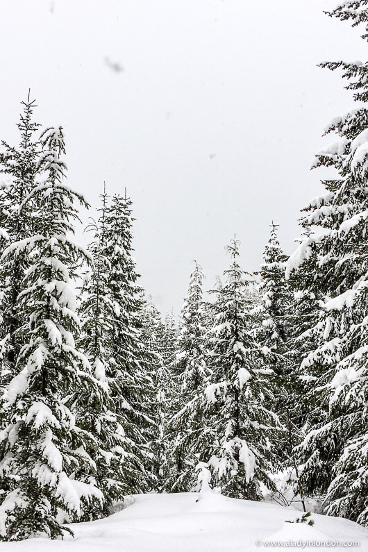 Forest in Snow in Whistler BC, Canada