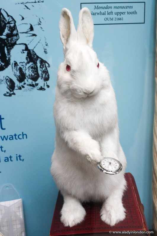 Taxidermy white rabbit at the Oxford University Museum of Natural History