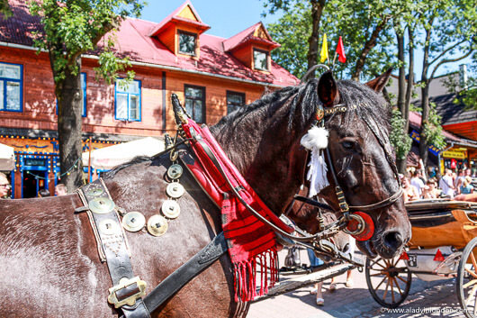 Horse in Zakopane, Poland