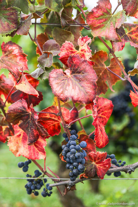 Vineyard in Burgundy