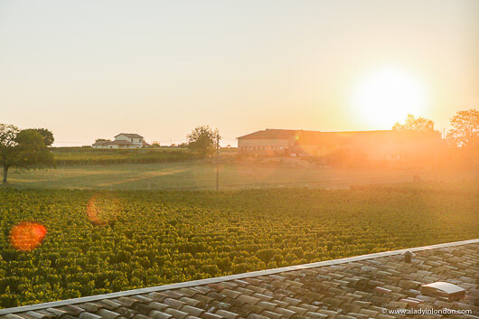 Sun over a Vineyard in Burgundy