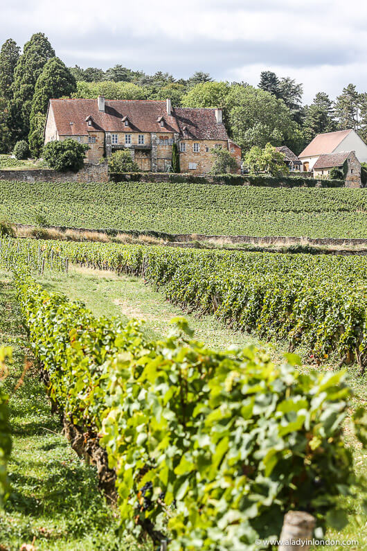 Vineyard in Burgundy