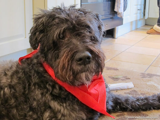 Bouvier de Flandres dog
