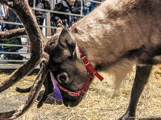 Reindeer at the Hampstead Christmas Fair