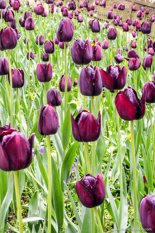 Spring Tulips, Istanbul