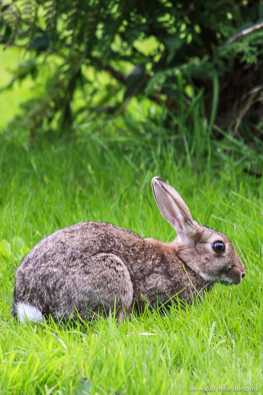 Rabbit in Grasmere, Cumbria