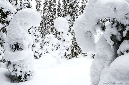 Snow Covered Trees, Lake Louise