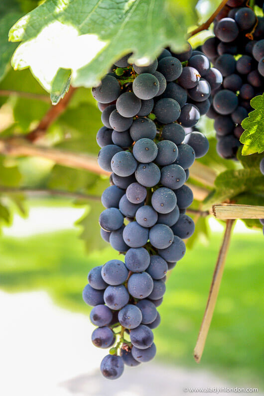 Wine Grapes at Aquitania Winery, Chile