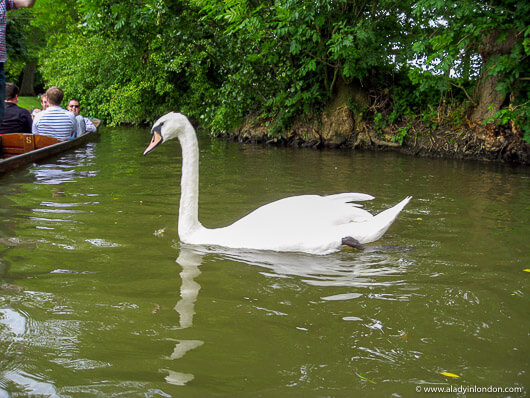 Swan on the river in Oxford