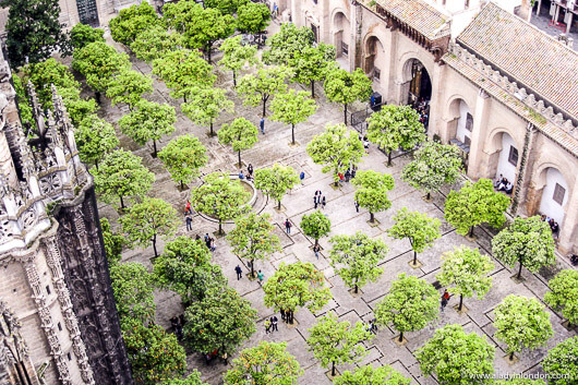 Spring Orange Trees, Sevilla, Spain