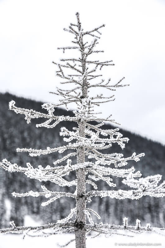 Snowy Tree, Lake Louise