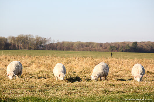 Sheep at Stonehenge