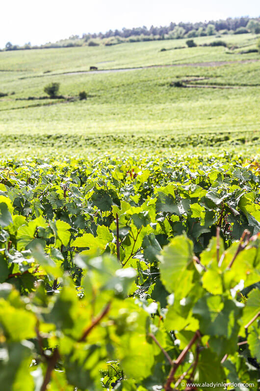 Vineyard in Burgundy